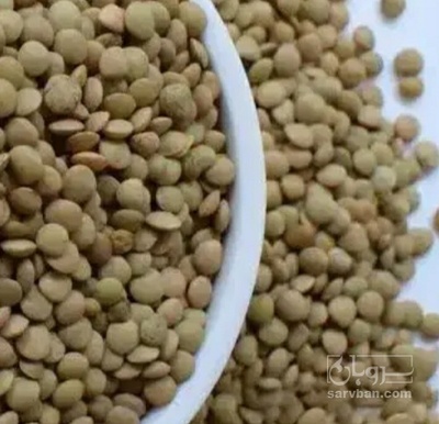 فروش عدس