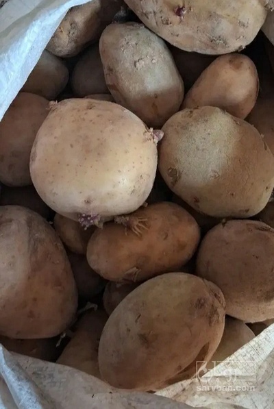 فروش سیب زمینی جلی