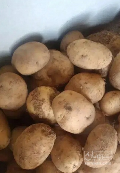 فروش سیب زمینی