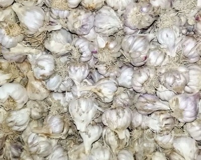 فروش سیر