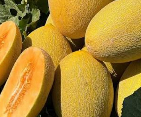 فروش راک