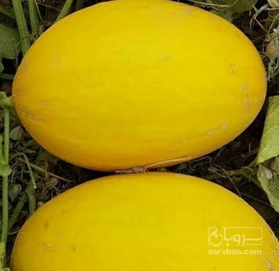 فروش خربزه صابونی