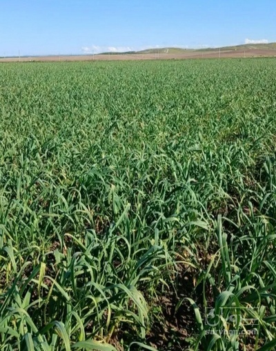 فروش سیر