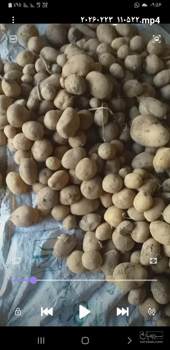 فروش سیب زمینی