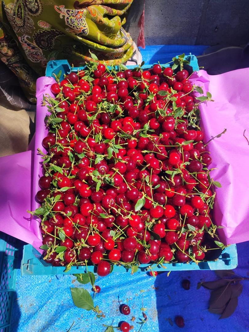 فروش آلبالو