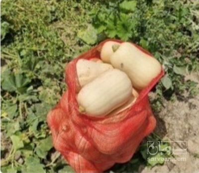فروش کدوساکاتا