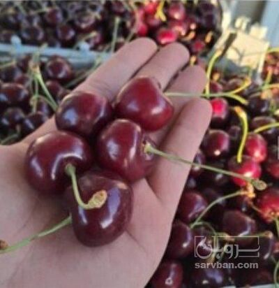 فروش گیلاس