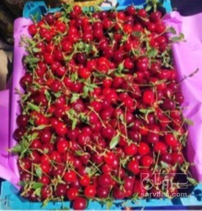 فروش آلبالو