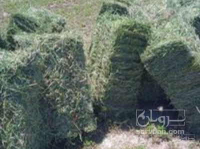 خرید یونجه