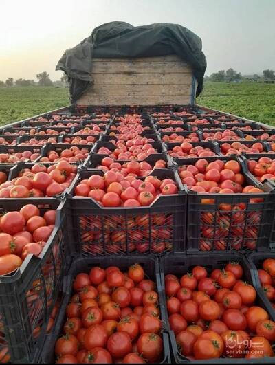 فروش گوجه فرنگی
