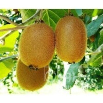 فروش کیوی