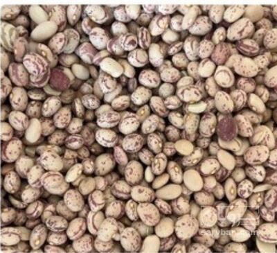 فروش لوبیا چیتی