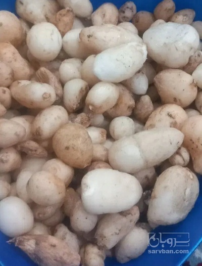 فروش ثعلب (گیاه‌ دارویی)