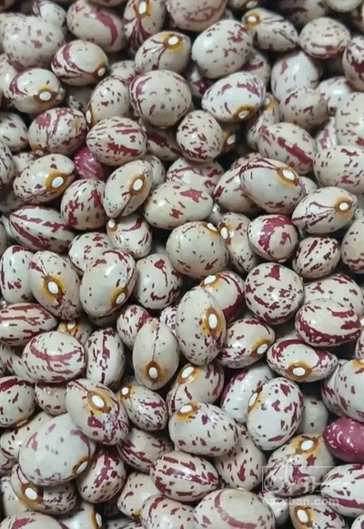 فروش لوبیا چیتی