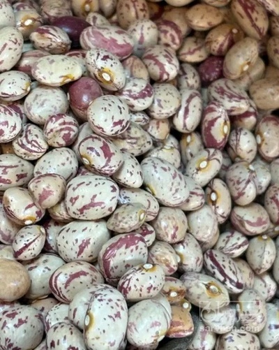 فروش لوبیا چیتی