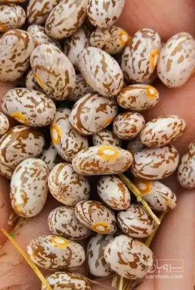 فروش لوبیا چیتی ارتشی