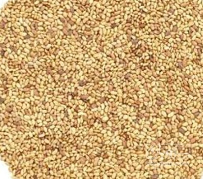 فروش بذر یونجه