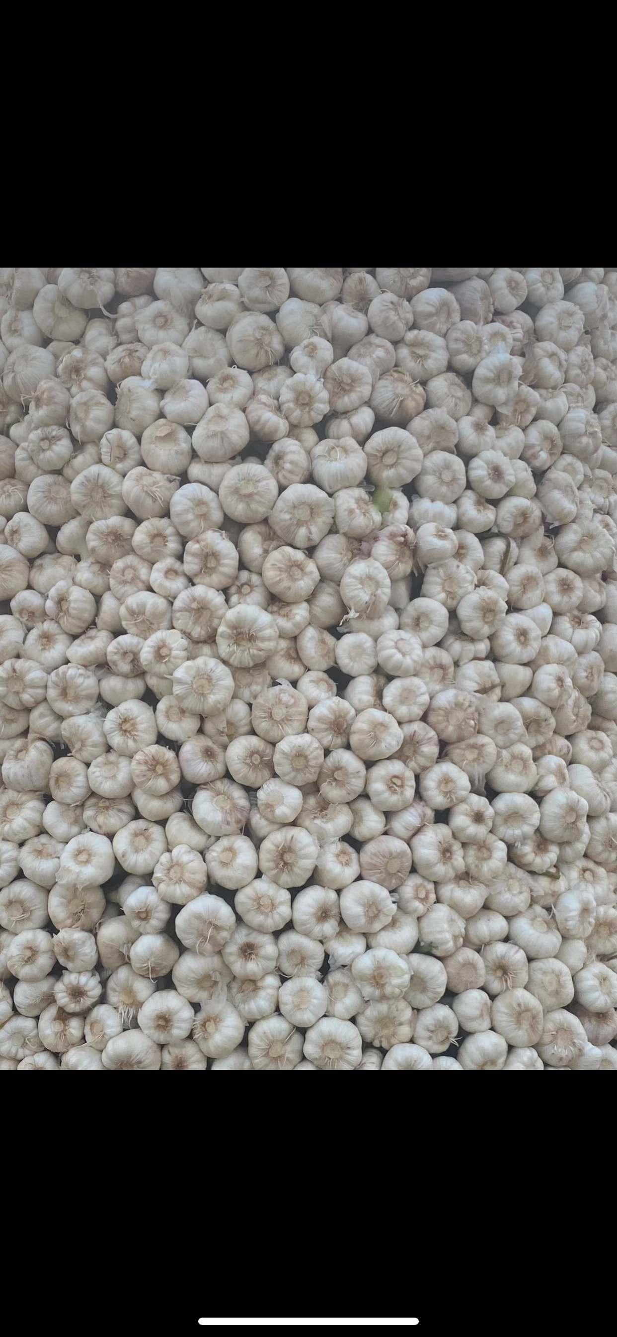 فروش سیر خشک