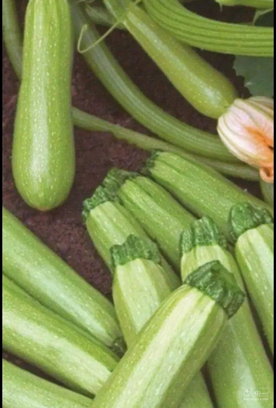 فروش کدو  سبز