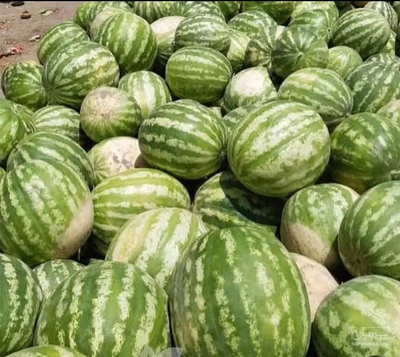 فروش هندوانه