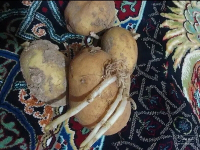فروش سیب زمینی