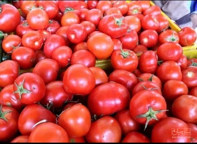فروش گوجه فرنگی