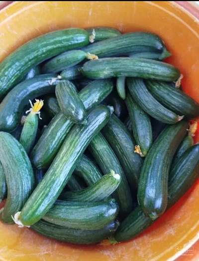 فروش خیار
