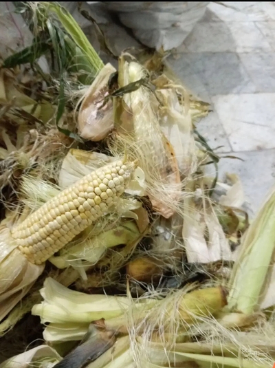 فروش ذرت علوفه ای