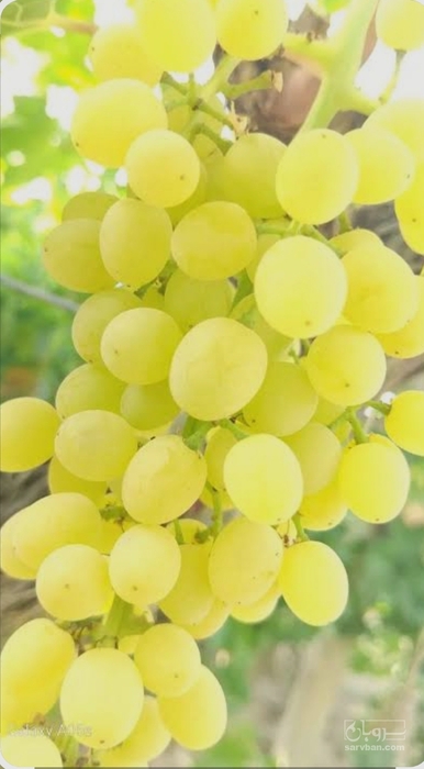 فروش انگور عسگری