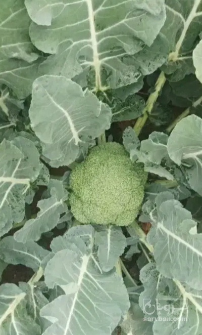 فروش کلم بروکلی