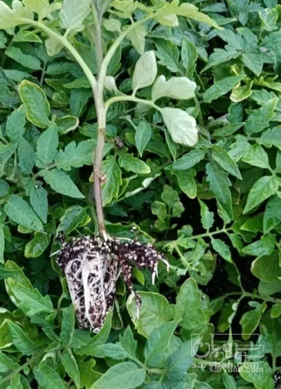 فروش نشا گوجه فرنگی