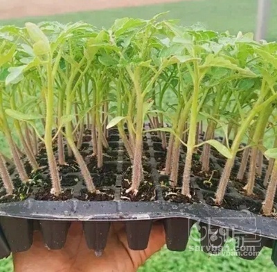 فروش نشا طالبی جانا