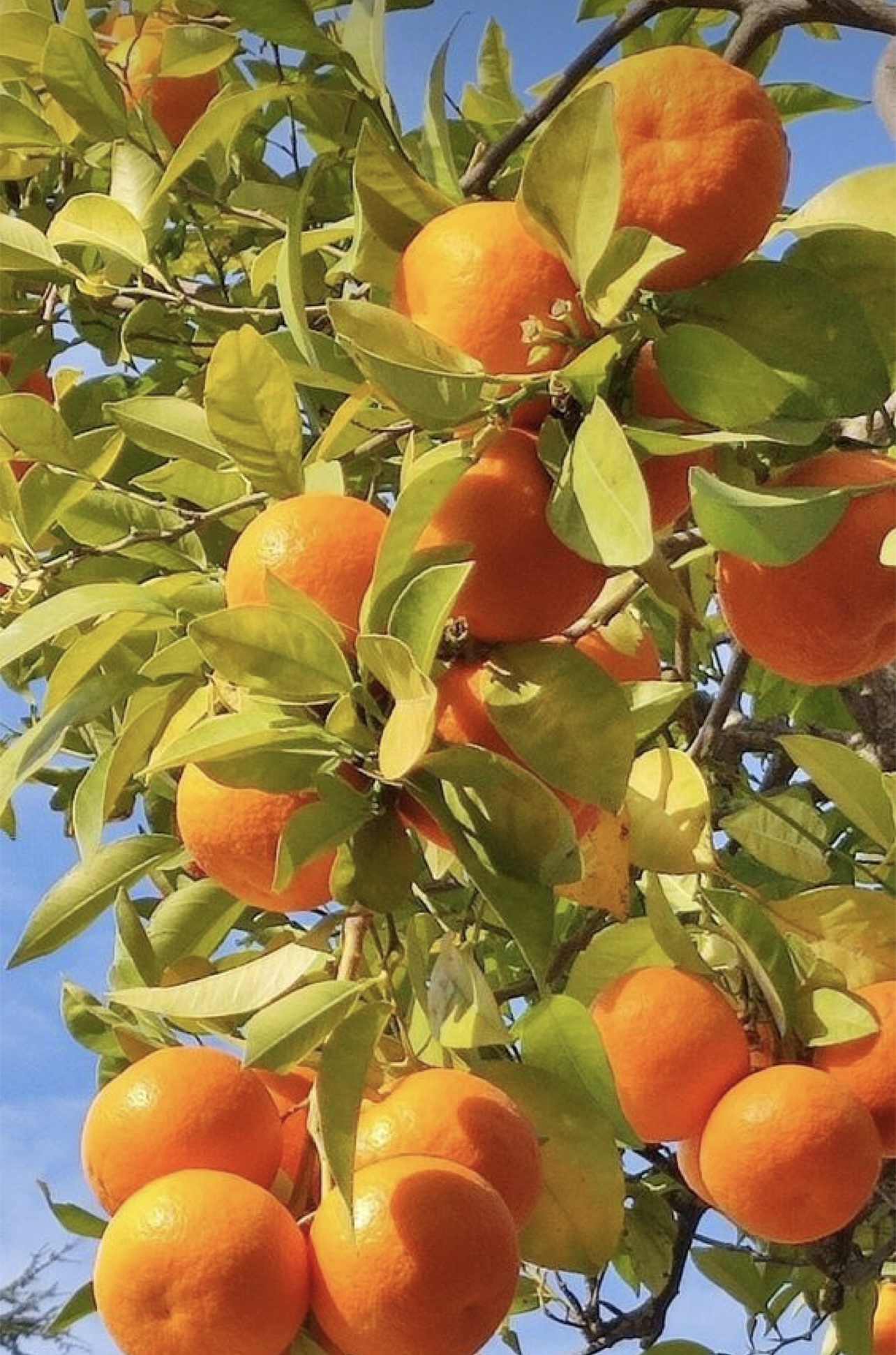 فروش نارنگی ژاپنی