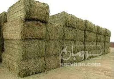 فروش یونجه