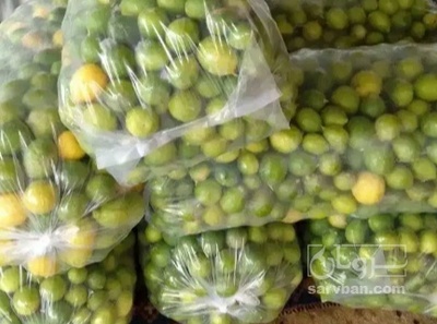 فروش لیمو ترش