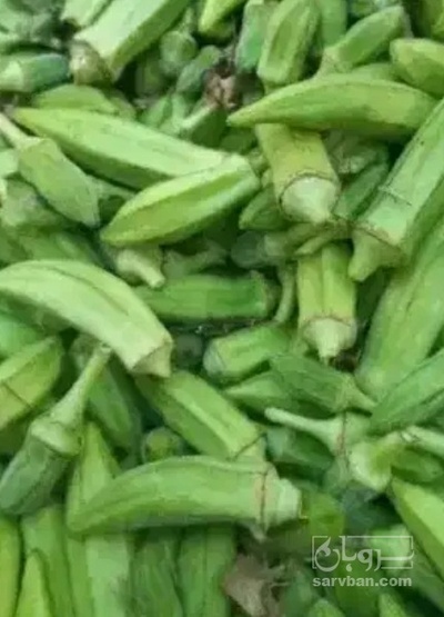 فروش بامیه