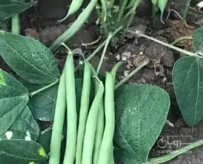 فروش لوبیا سبز