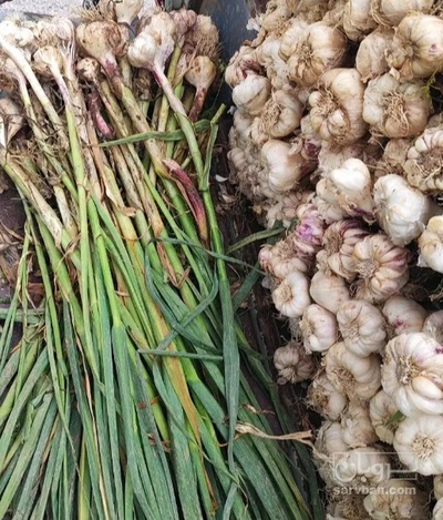 فروش سیر