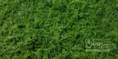 فروش شوید خشک (گیاه‌ دارویی)