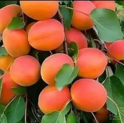 فروش زردآلو