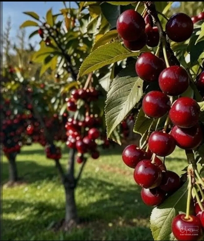 فروش گیلاس