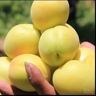 فروش زردآلو
