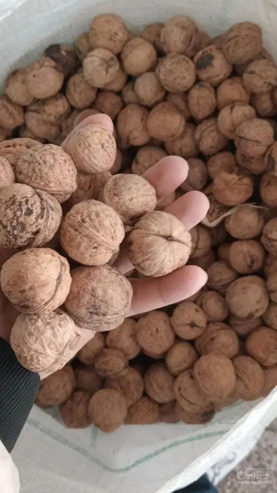 فروش گردو