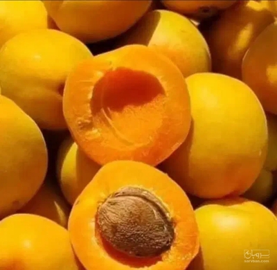 فروش زردآلو