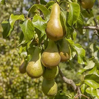 فروش گلابی