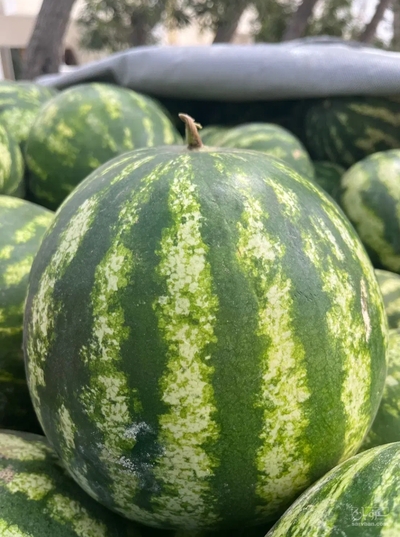 فروش هندوانه