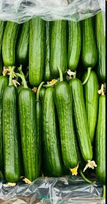 فروش خیار