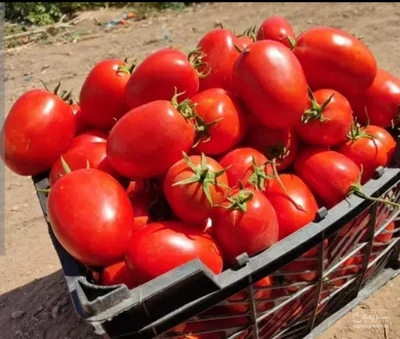 فروش گوجه فرنگی