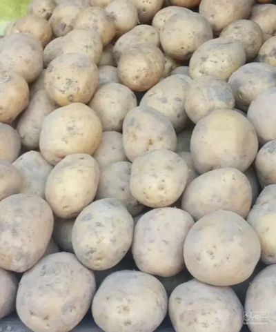 فروش سیب زمینی