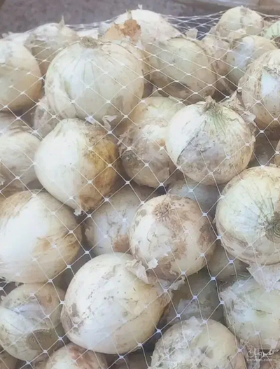 فروش پیاز